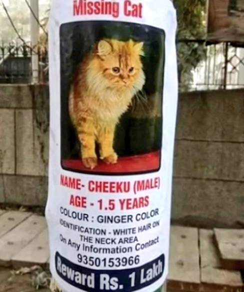 Noida couple offers cash reward of Rs 1 lakh for return of missing Persian cat