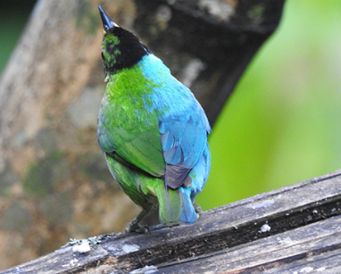 A rare half-male, half-female bird has been caught on camera, the second discovery in a hundred years