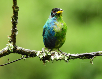 A rare half-male, half-female bird has been caught on camera, the second discovery in a hundred years