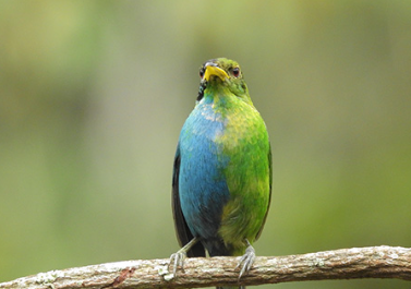 A rare half-male, half-female bird has been caught on camera, the second discovery in a hundred years