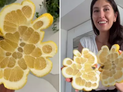 A Video Of A Giant Lemon Has Gone Viral With 25 Million Views Leaving The Internet Frightened