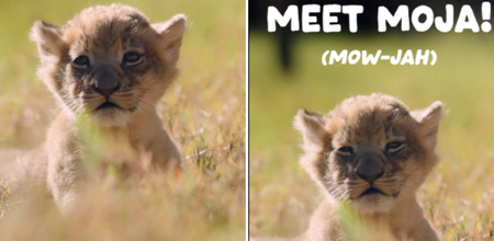 An Incredibly Long Wait Of Nine Long Years Has Finally Been Rewarded With The Birth Of A Baby Lion At Texas Zoo