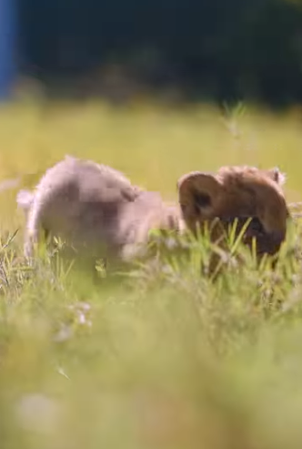 An incredibly long wait of nine long years has finally been rewarded with the birth of a lion cub at the Texas Zoo