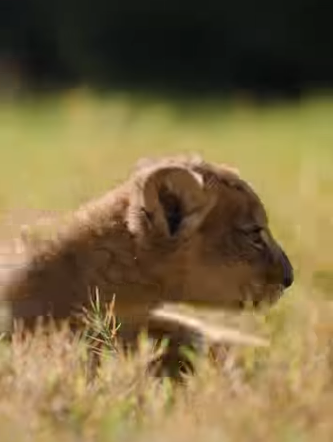 An incredibly long wait of nine long years has finally been rewarded with the birth of a lion cub at the Texas Zoo