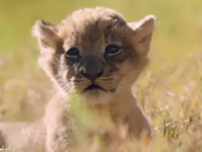 An Incredibly Long Wait Of Nine Long Years Has Finally Been Rewarded With The Birth Of A Baby Lion At Texas Zoo
