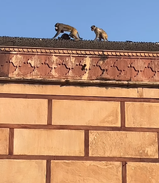 A monkey stole an iPhone at the Vrindavan temple, here