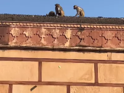 An Iphone Was Stolen By A Monkey In Vrindavan Temple, Here's What Happened