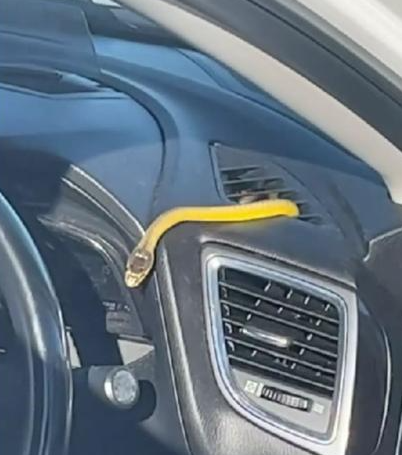Snake emerges from car air conditioning vent in Australia