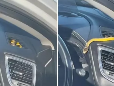 Families Go On A Road Trip In Bundaberg When A Snake Is Discovered Hiding In The Car's Air Conditioner