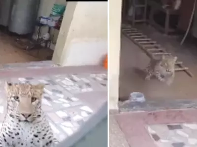 In Gurugram, A Leopard Enters A House, And A Frightening Incident Is Captured On Camera