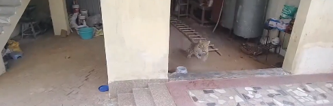 In Gurugram, a leopard enters a house and the camera captures a terrifying incident