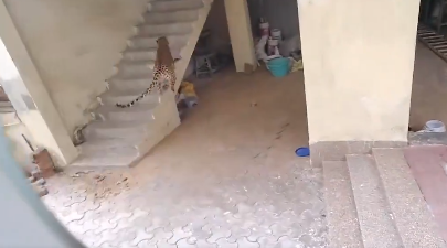 In Gurugram, a leopard enters a house and the camera captures a terrifying incident