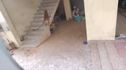 Video Captures Leopard Entering House In Gurugram