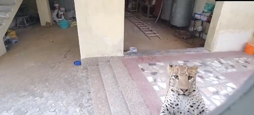 In Gurugram, a leopard enters a house and the camera captures a terrifying incident