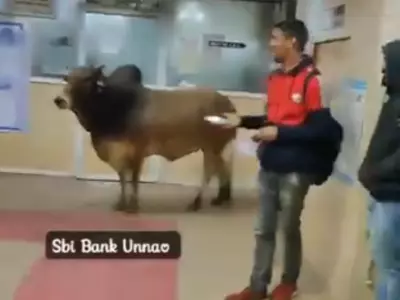 In Uttar Pradesh's Unnao, A Bull Enters An SBI Bank, Here's What Happened