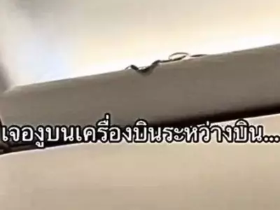 Live Snake Found On Thai Air Asia Flight
