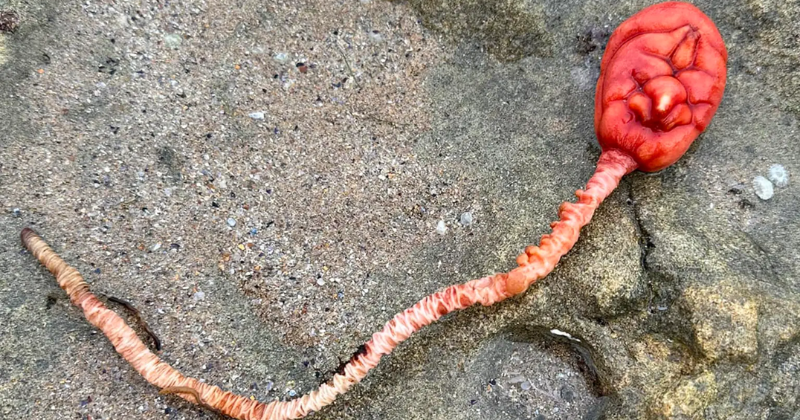 Mysterious sea creature unearthed on the beach