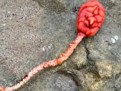 Mysterious Sea Creature Unearthed On Beach