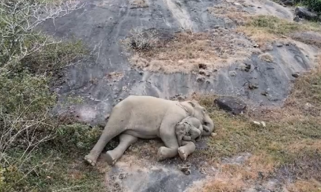 New video from Tamil Nadu shows baby elephant snuggling with its mother