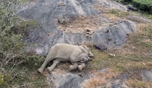 New video from Tamil Nadu shows baby elephant snuggling with its mother