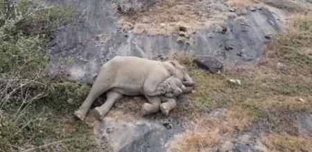 New Video From Tamil Nadu Shows Elephant Baby Snuggled With Mother