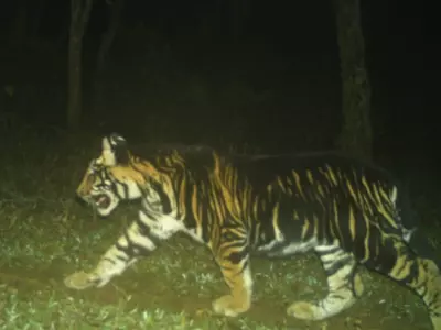 Pseudo-melanistic Tiger Cub's Photo Sparks Excitement In Wildlife Community