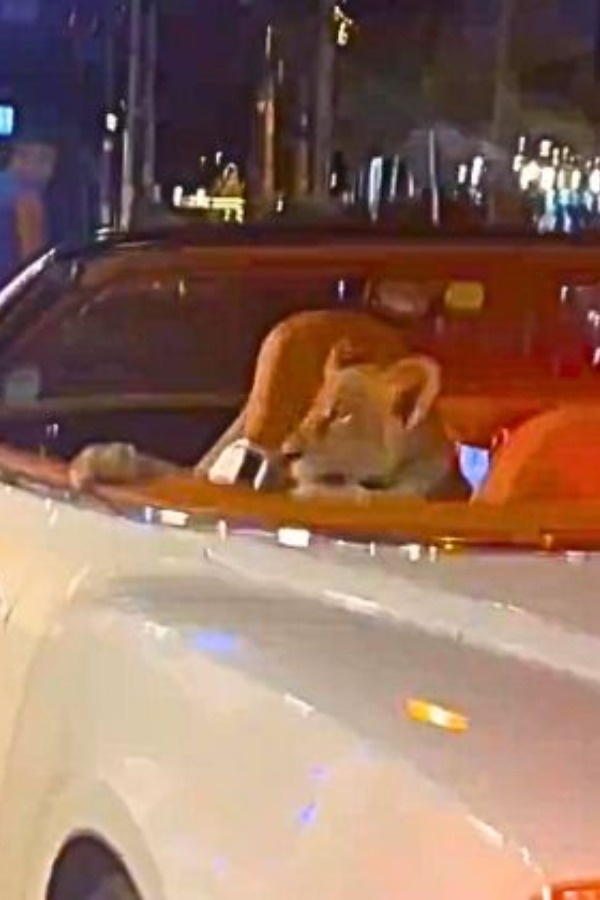 Thailand Tourist Cruises In Bentley With Lion Cub 