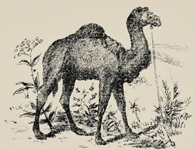 The image of the camel has an optical illusion on the hidden side