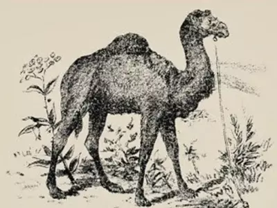 The Camel Picture Has An Optical Illusion Spot The Hidden Face