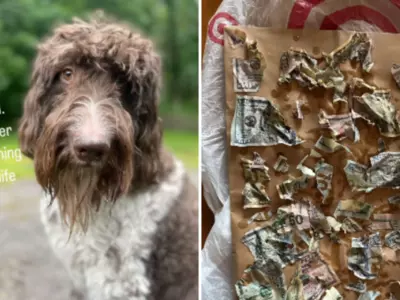 Tales From The Kibble Bank: How A Hungry Hound Ate Up Rs 3.32 Lakh, And Owners Salvaged The Situation