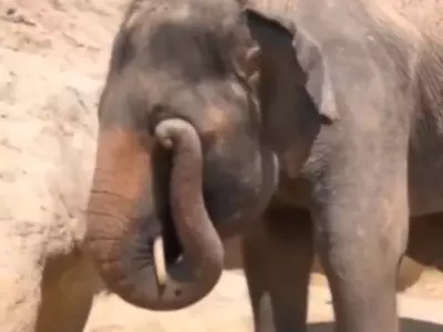 There's Nothing Better Than Watching An Elephant Rub Its Eye This Viral Video Will Make You Laugh