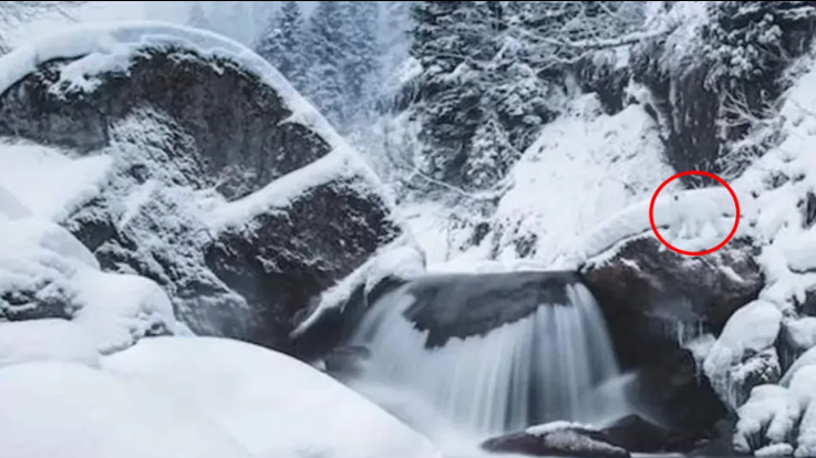 This frozen waterfall is a place of optical illusion for the polar bear there