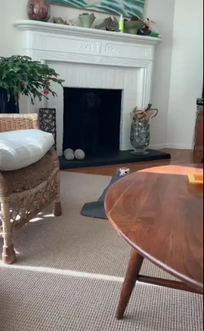 Optical Illusion IQ Test: Find The Dog Hiding In The Cosy Living Room In 9 Seconds