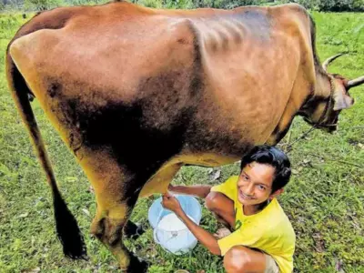 Actor Jayaram Offers Rs 5 Lakhs To 15-Year-Old Dairy Farmer Who Lost 13 Cows To Food Poisoning