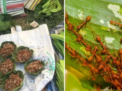 What You Need To Know About Odisha's Red Ant Chutney After It's Been GI-tagged