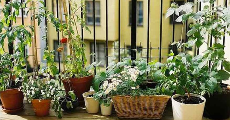 5 Things To Know About Container Gardening