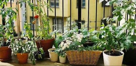 5 Things To Know About Container Gardening