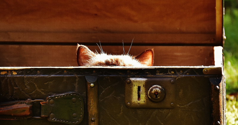 Cats have developed exceptional hiding skills as a survival strategy.