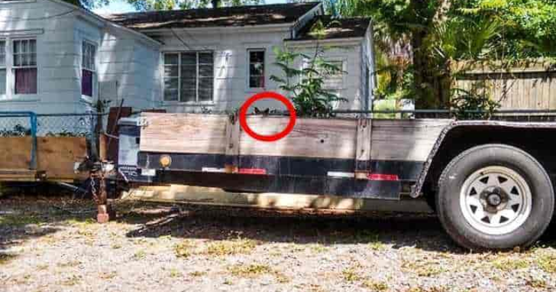 Find the Cat in the Backyard in This Optical Illusion – Answer Revealed