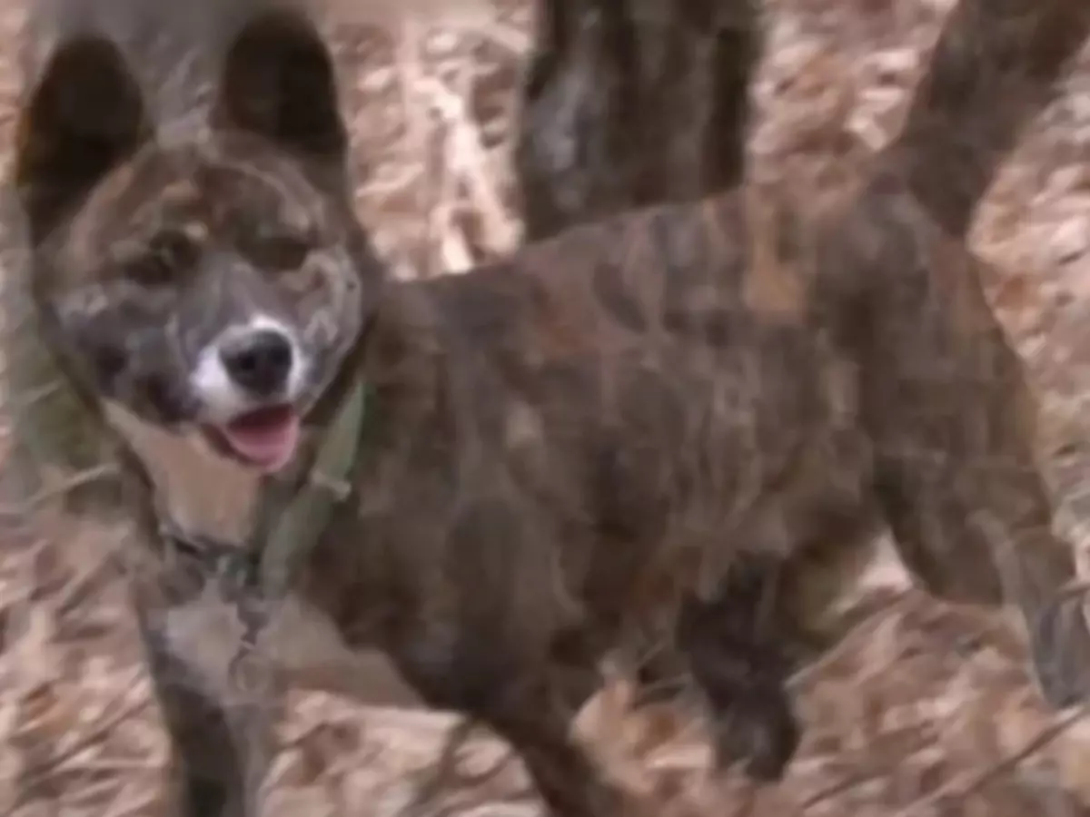 Meet 'Miracle,' a dog who was hit by a truck, buried, and then crawled out of her grave Indiatimes