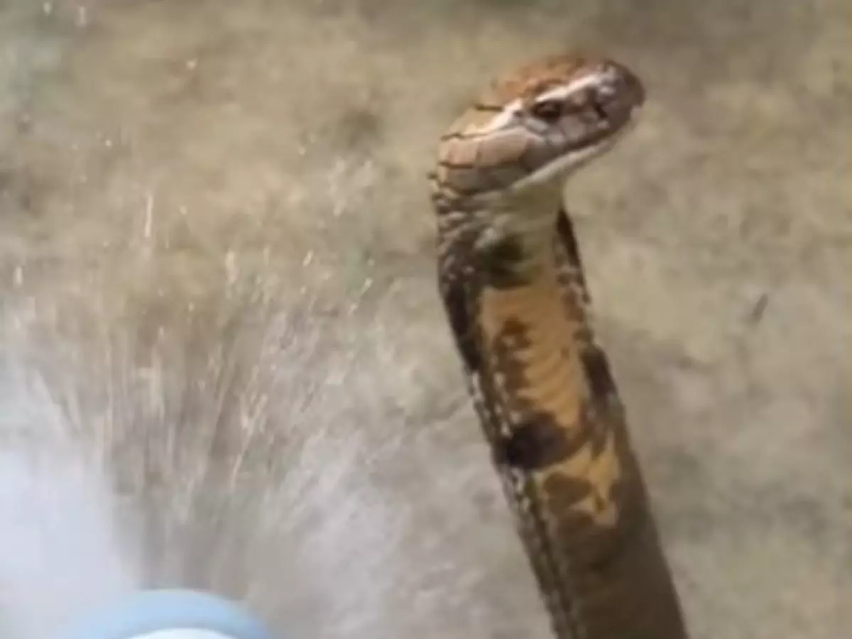 Video of Indonesian King Cobra getting bathed goes viral