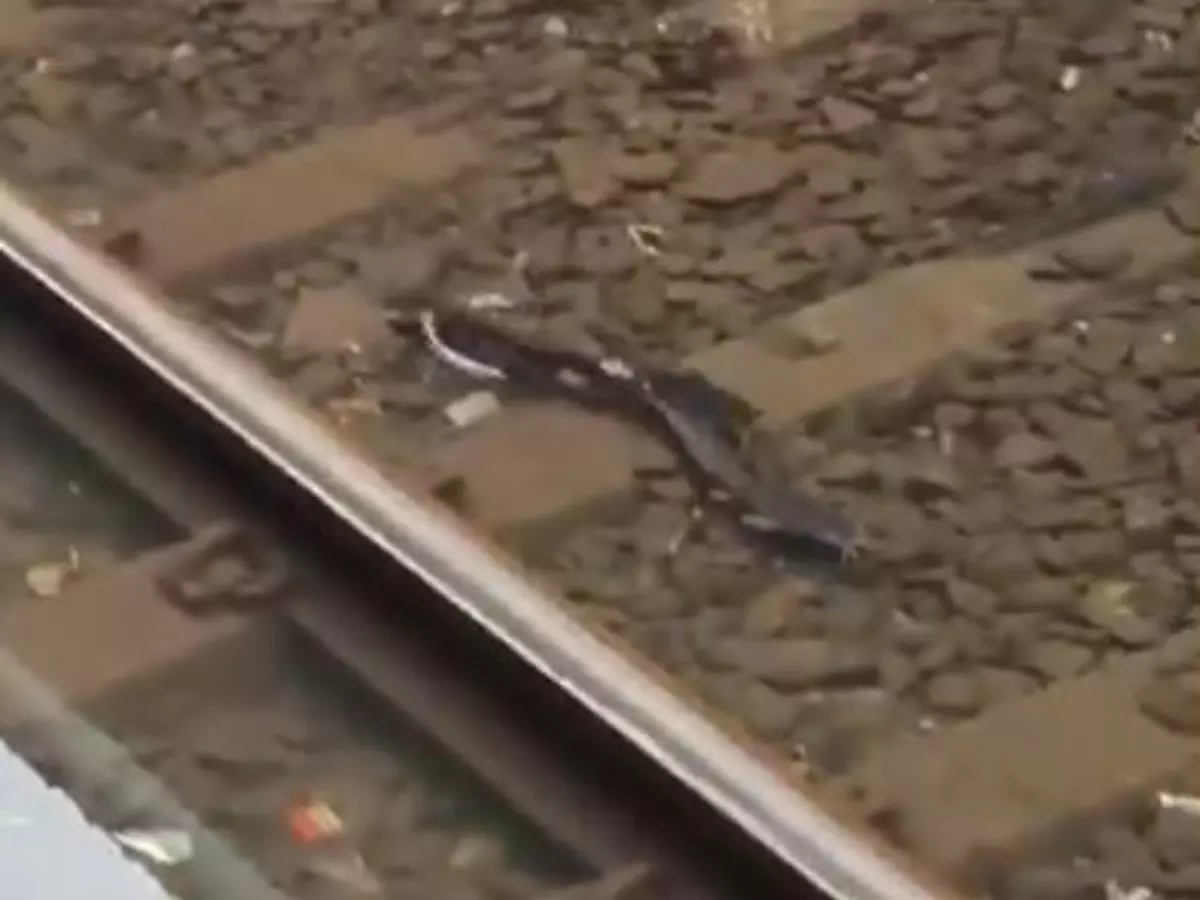 Viral video Fishes spotted on the Mumbai railway tracks Viral video Fishes spotted on the Mumbai railway tracks
