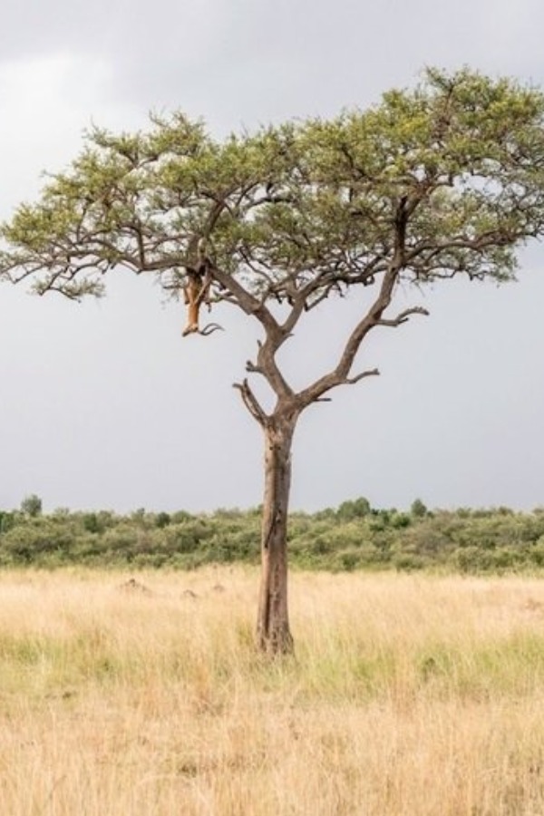 optical illusions optical illusions