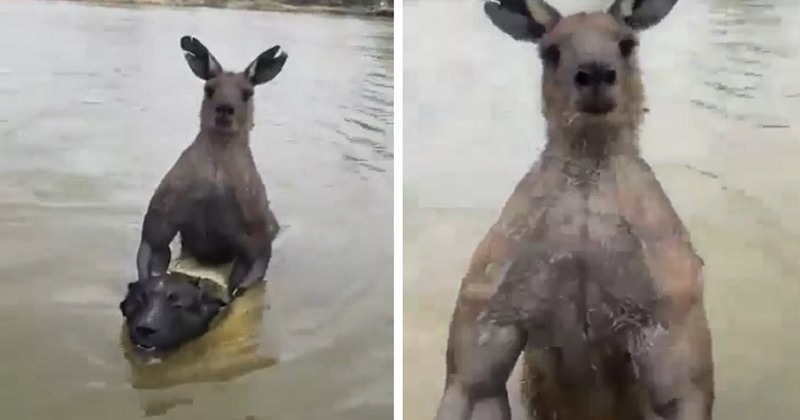 Viral video: Man fights off 'absolutely jacked' kangaroo trying to ...