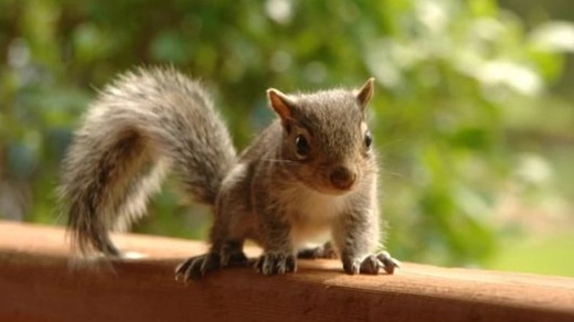 10 tips to keep squirrels out of your garden