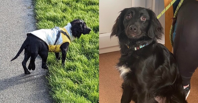 Abandoned for having six legs, Ariel, the mermaid dog finds new home, and is having the time of her life