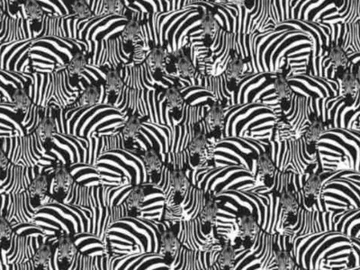 Brain teaser Find the hidden piano among zebras in 8 seconds
