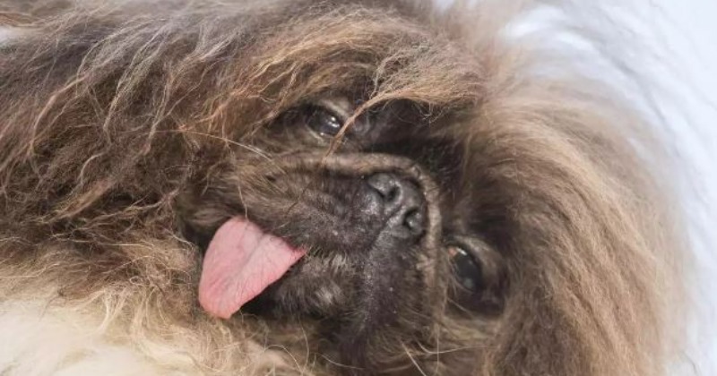 Eight-year-old Pekingese Wild Thang wins World’s Ugliest Dog Contest 2024