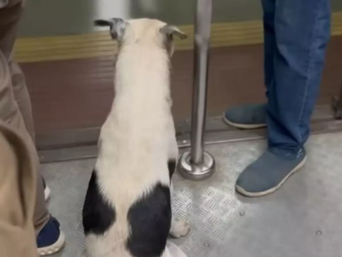 Viral Video Captures Dog Commuting On Mumbai Local Train