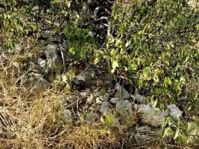 Optical Illusion: Spot The Hidden Cat The Bushes In 8 Seconds
